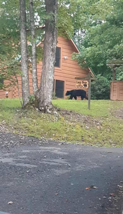 Lazy Bear Cabin Sevierville Extérieur photo